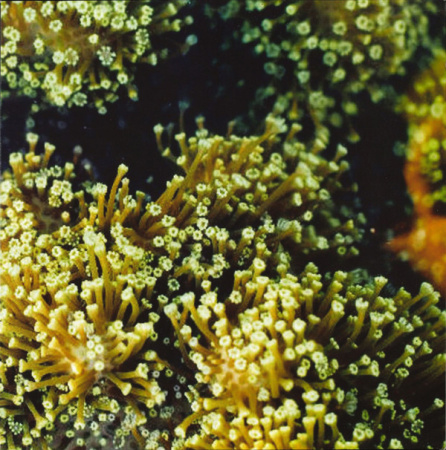 Balam Acab - See Birds